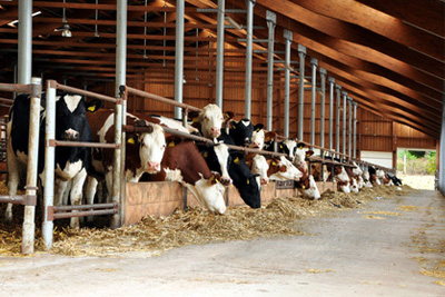 Dégustations gratuites de produits fermiers