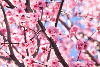 Pique nique Japonais au jardin d’Acclimatation