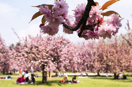 Hanami au Parc de Sceaux, ateliers japonais gratuits et visite guidée sous les cerisiers en fleur
