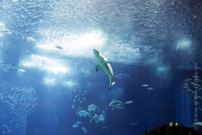 Place adulte gratuite pour l'Aquarium de Paris