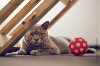 Hôtel insolite pour chat à Paris