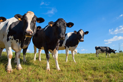 Gagnez des invitations pour le Salon de l'Agriculture 2023