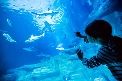 Billets pour l'Aquarium de Paris dès 1 € sur VavaBid