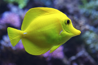 Entrée à l’Aquarium tropical gratuite