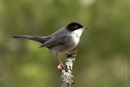 Sortie ornithologique gratuite au Bois de Boulogne