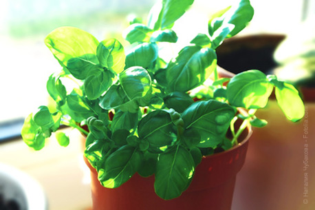 Pot de basilic frais en cadeau pour la fête des pères