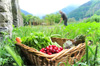 calendrier fruits legumes saisons calendrier fruits legumes saisons