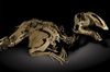 tresors des dinosaures tresors des dinosaures