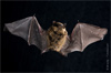 nuit de la chauve souris gratuite nuit de la chauve souris gratuite
