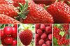 loisirs cueillette fruits rouges loisirs cueillette fruits rouges