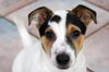dressage chien dressage chien