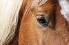 bon plan loisir fun hippodrome vincennes bon plan loisir fun hippodrome vincennes