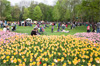 fete des tulipes fete des tulipes