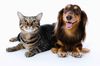 bons plans vie pratique societe de services pour animaux bons plans vie pratique societe de services pour animaux