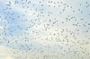 vol d oiseaux vol d oiseaux