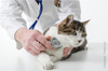 soins veterinaires pas chers paris soins veterinaires pas chers paris