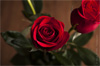 flash mob paris saint valentin gratuit flash mob paris saint valentin gratuit