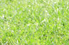 herbe jardin herbe jardin