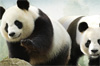 promo zoo beauval promo zoo beauval