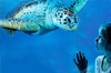 billet pas cher aquarium sea life marne vallee billet pas cher aquarium sea life marne vallee
