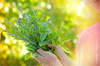 atelier gratuit plantes vertues atelier gratuit plantes vertues