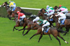 course de chevaux hippodrome saint cloud course de chevaux hippodrome saint cloud