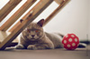 hotel insolite pour chat a paris hotel insolite pour chat a paris