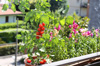 atelier gratuit cultiver en ville atelier gratuit cultiver en ville