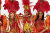 pau brasil promo pau brasil promo