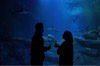 soiree aquarium paris soiree aquarium paris