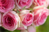 fleurs gratuites fleurs gratuites